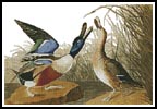 (image for) Shoveller Duck - Cross Stitch Chart