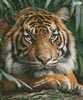 Sumatran Tiger (Facebook Group) - Cross Stitch Chart @ (image for) Sumatran Tiger (Facebook Group) - Cross Stitch Chart @