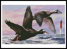 (image for) Surf Scoter Ducks - Cross Stitch Chart