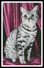 Tabby - Cross Stitch Chart (image for) Tabby - Cross Stitch Chart