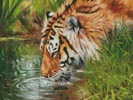 Tiger Quenching Thirst - Cross Stitch Chart (image for) Tiger Quenching Thirst - Cross Stitch Chart