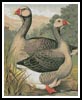 (image for) Toulouse Geese - Cross Stitch Chart