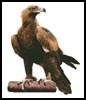 Wedge Tail Eagle - Cross Stitch Chart (image for) Wedge Tail Eagle - Cross Stitch Chart