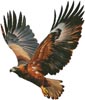 Wedge-tailed Eagle Flying - Cross Stitch Chart @ (image for) Wedge-tailed Eagle Flying - Cross Stitch Chart @