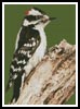 Woodpecker - Cross Stitch Chart (image for) Woodpecker - Cross Stitch Chart