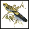 (image for) Yellow Rumped Parakeet - Cross Stitch Chart